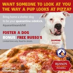 This April, enjoy Russo's pizza with your foster dog!