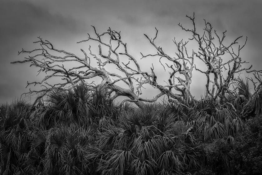 Shades of grey: Join The Woodlands Photography Club and enjoy a black-and-white photography workshop