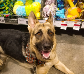 Montgomery County Family Opens Pet Supplies Plus Franchise in Harper’s Preserve
