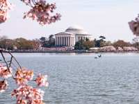 Blooming Dreams: Cherry Blossoms & Washington, DC