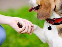 Causes of Dog Limps