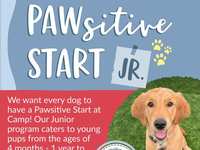 Providing Pawsitive Starts: Introuducing Pawsitive Start Jr. at Camp Bow Wow