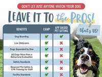 Camp Bow Wow Vs. App-Based Pet Sitting