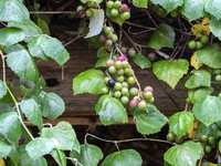 This weeks Native Water-Saving Plant is the Mustang Grape (Vitis mustangensis)