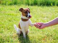 Tips for a Well-Behaved Dog