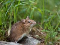 Keep mice out of your yard