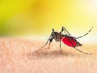 Dengue On The Rise
