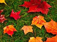 November Landscaping Tips for The Woodlands, TX: Preparing Your Yard for the Cooler Months