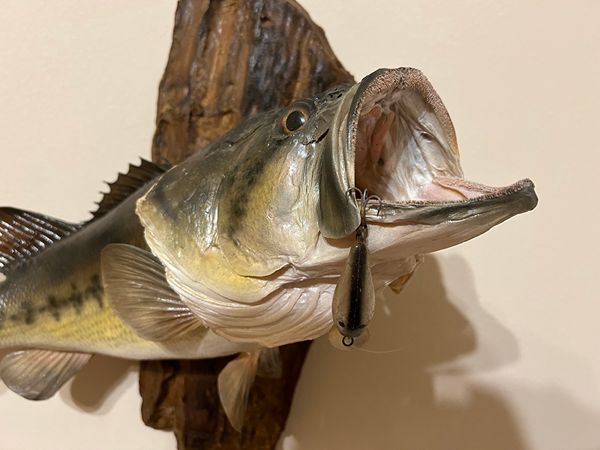 Vintage Largemouth Bass Mount Fish 20' Taxidermy