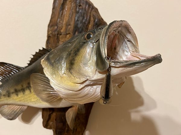 Vintage Largemouth Bass Mount Fish 20'