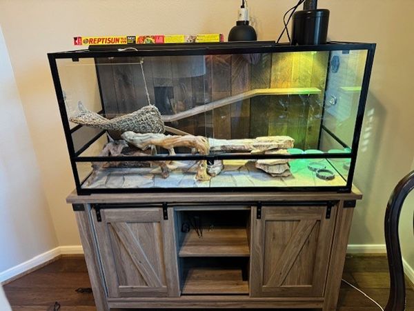 lizard, snake, aquarium, terrarium, turtle