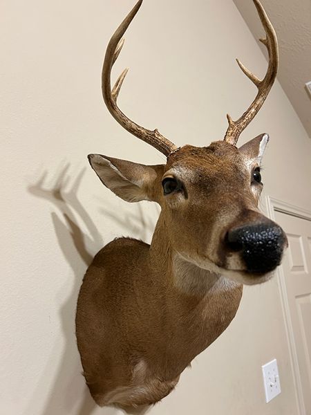 Whitetail Deer Shoulder Taxidermy Mount