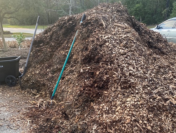 All Pine Wood Chips