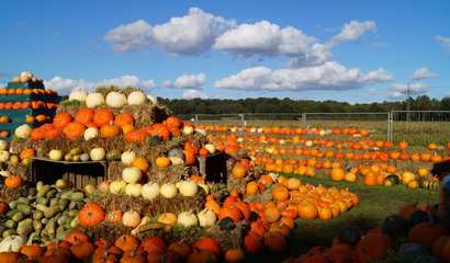 /images/newsimage/79763/410x240/pumpkin_patch.jpg