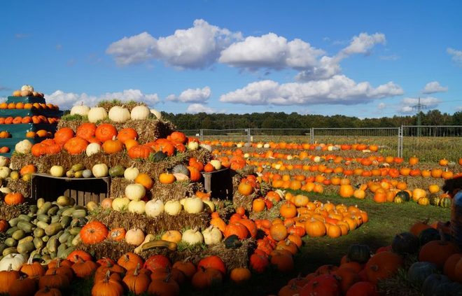 /images/newsimage/79763/660x423/pumpkin_patch.jpg